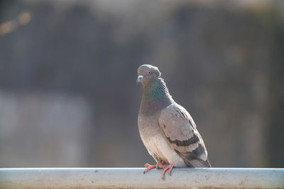 Close-up of bird perching on railing