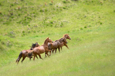 Horses running on grassy field