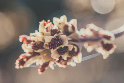 Close-up of berries on plant