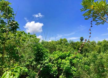 Low angle view of trees against sky