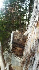 Close-up of lizard on tree trunk in forest