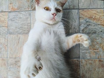 Cat looking away against wall