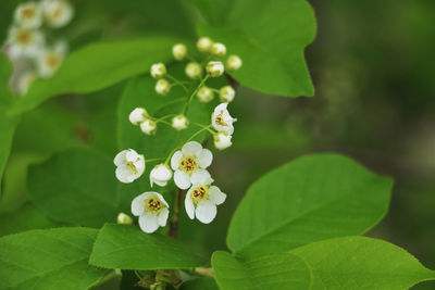 Close-up of flowers blooming outdoors