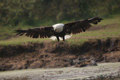 Close-up of eagle flying over water