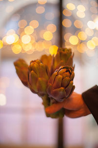 Close-up of hand holding flower