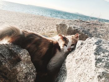 Cat relaxing on sand at beach against sky