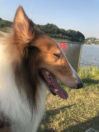 Close-up of dog looking away