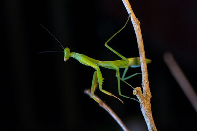 Close-up of praying mantis on branch