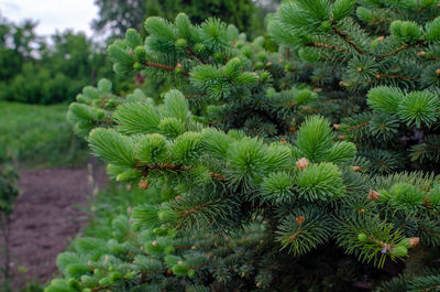 plant