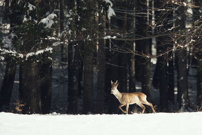 Side view of deer walking on snow covered field against trees