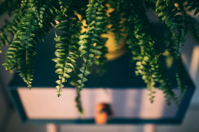 Close-up of potted plant