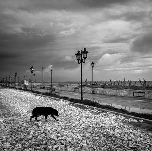 View of dog on street against sky