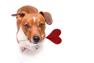 Portrait of dog against white background