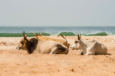 Sheep on the beach