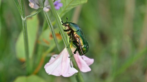 Close-up of insect on flower