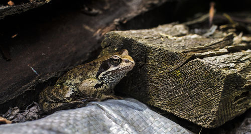 Close-up of lizard on rock