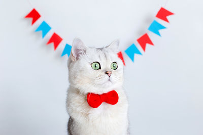 Portrait of adorable white cat in a red bow tie, sitting on under multicolored flags