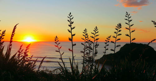 Silhouette plants on land against sky during sunset