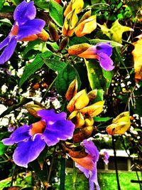 Close-up of purple flowers