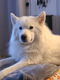 Close-up of dog