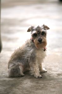 Close-up portrait of dog