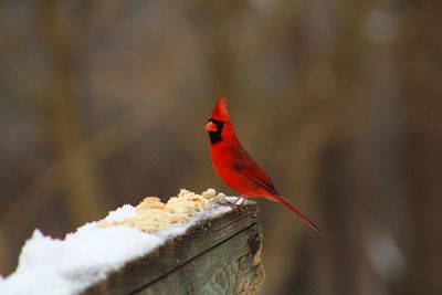 Northern cardinal on wooden fence during winter