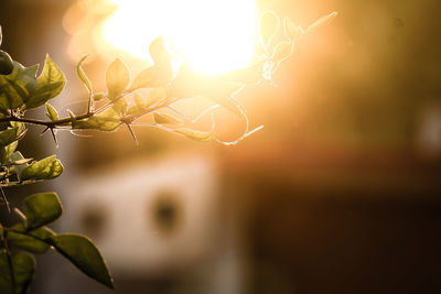 Close-up of plant during sunset