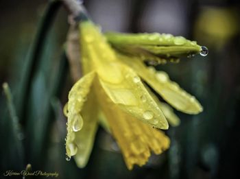 Close-up of raindrops on wet rose