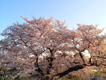 Low angle view of cherry blossom tree