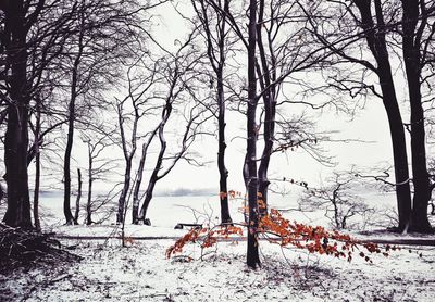 Bare trees on snow field against sky during winter