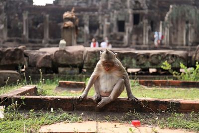 Monkey sitting in a garden