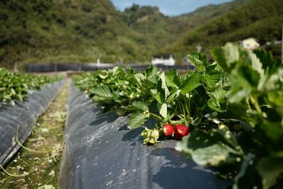 Close-up of plants growing in farm