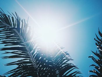 Low angle view of palm trees against blue sky