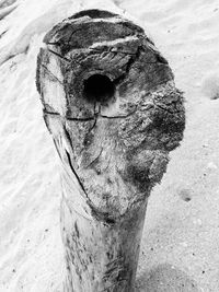 Close-up of old wooden post on tree trunk