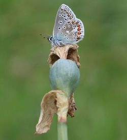 Close-up of butterfly on flower bud