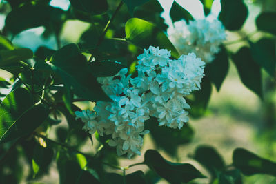 Close-up of blue flowering plant