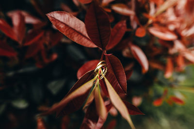 Close-up of autumn leaves on tree