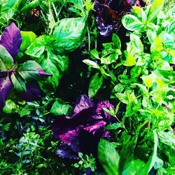 Full frame shot of purple flowers