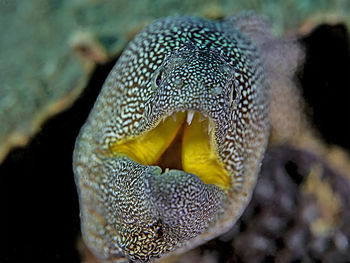 Close-up of fish swimming in sea