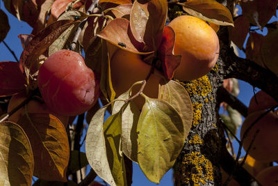 Close-up of fruits growing on tree