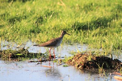 Bird in water