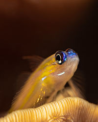 Coryphopterus lipernes, the peppermint goby