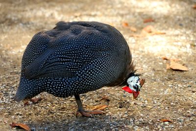 Close-up of a bird on field