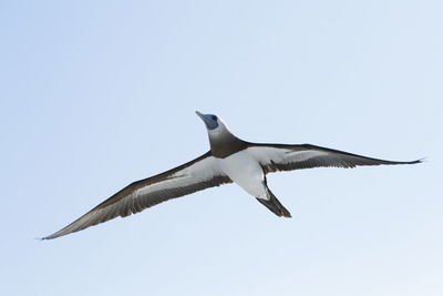 Low angle view of bird flying against clear sky