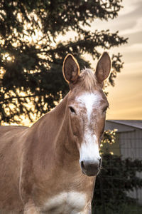 Portrait of horse standing on field