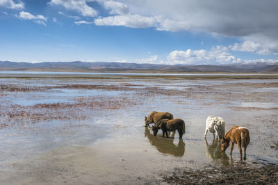 Horses in a lake