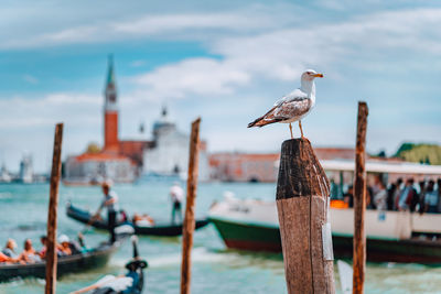 Seagull perching on wooden post in canal against sky