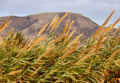 Close-up of plants growing on land