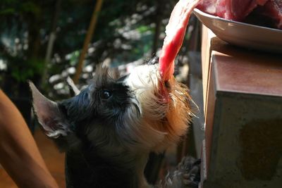 Close-up of schnauzer eating meat in back yard