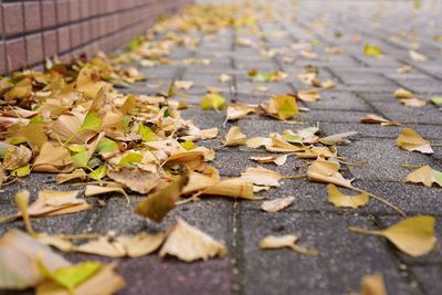 Close-up of autumn leaves on street